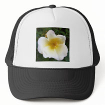 Scented Cream Rose Hats