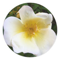 Scented Cream Rose Round Sticker