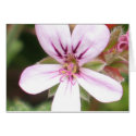 Scented Geranium cards