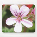 Scented Geranium mousepads by ggbythebay Scented Geranium mousepads