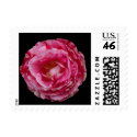 Scentimental floribunda rose postage
