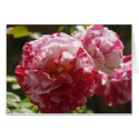 Scentimental Rose Card