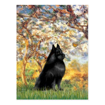 Schipperke 6 - Spring Post Cards
