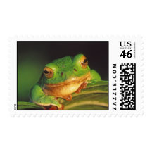 Schlegel's green tree frog postage