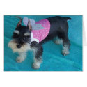 Schnauzer Angel Eyes cards