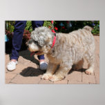 Schnauzer Bogie 2 Print