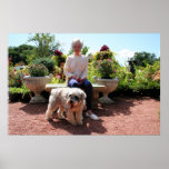 Schnauzer Bogie 5 Poster