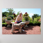 Schnauzer Bogie Patnoe 4 Print