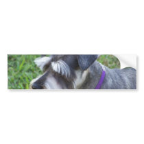 Schnauzer  Bumper Sticker