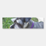 Schnauzer  Bumper Sticker