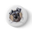 Schnauzer Busting Out button
