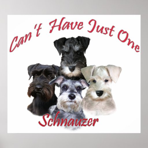 Schnauzer Can't Have Just One Prints