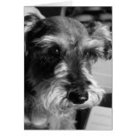 schnauzer card