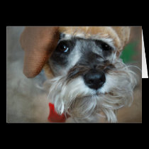 Schnauzer Christmas cards