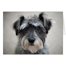 Schnauzer Dog Greeting Card