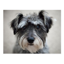 Schnauzer Dog Postcard