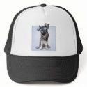 Schnauzer hat