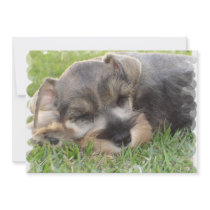 Schnauzer Invitation