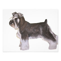 Schnauzer Invitations