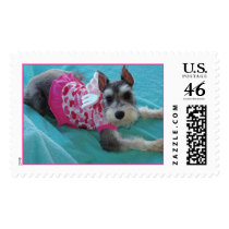 Schnauzer Lying Angel postage by k9chauf Schnauzer Lying Angel postage