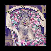 Schnauzer Magnet magnets