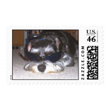 Schnauzer miniatura fresco sello