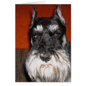 Schnauzer Note Card