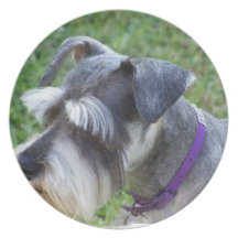 Schnauzer Plate