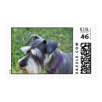 Schnauzer Postage Stamp