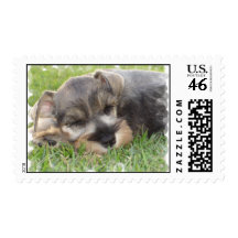 Schnauzer Postage Stamp