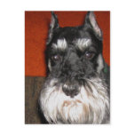 Schnauzer Postcard