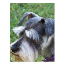 Schnauzer  Postcard