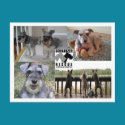 Schnauzer Rescue Postcard
