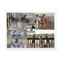 Schnauzer Rescue Postcard by SchnauzerRescue Schnauzer Rescue Postcard