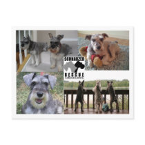 Schnauzer Rescue Postcard by SchnauzerRescue Schnauzer Rescue Postcard