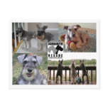 Schnauzer Rescue Postcard