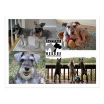 Schnauzer Rescue Postcard postcards
