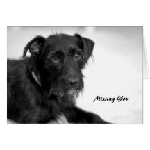 Schnauzer Terrier Dog Missing You Card