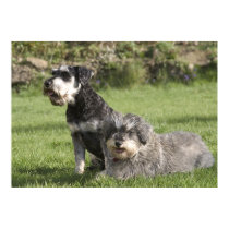 Schnauzers posters by cARTerART Schnauzers posters