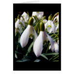 schneegloeckchen card