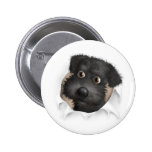Schnoodle (Black) Busting Out Pins