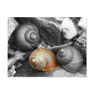 Schoodic Snails II Postcard by emagery