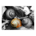 Schoodic Snails II posters by emagery Schoodic Snails II posters