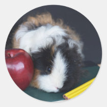 School Guinea Pig Stickers stickers