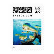 School of Dolphin postage