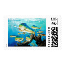 School of Dolphin postage