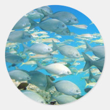 School of Fish - Chubs and Goatfish Round Stickers