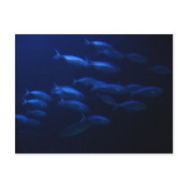 School of Fish postcards by jeaned62803 School of Fish postcards