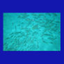 School of Fish Poster