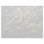 School of inch-long glassfish letterhead template